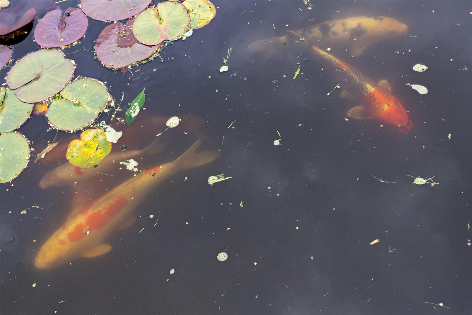 Detached House for sale with 6 bedrooms, Overlooking the stunning