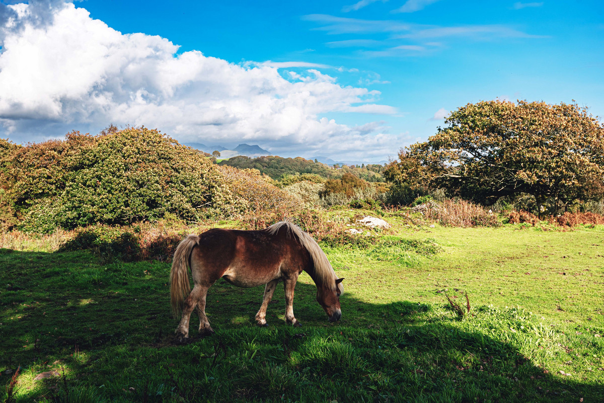 Detached Bungalow for sale with 4 bedrooms, Morfa Bychan Road, Porthmadog Fine & Country