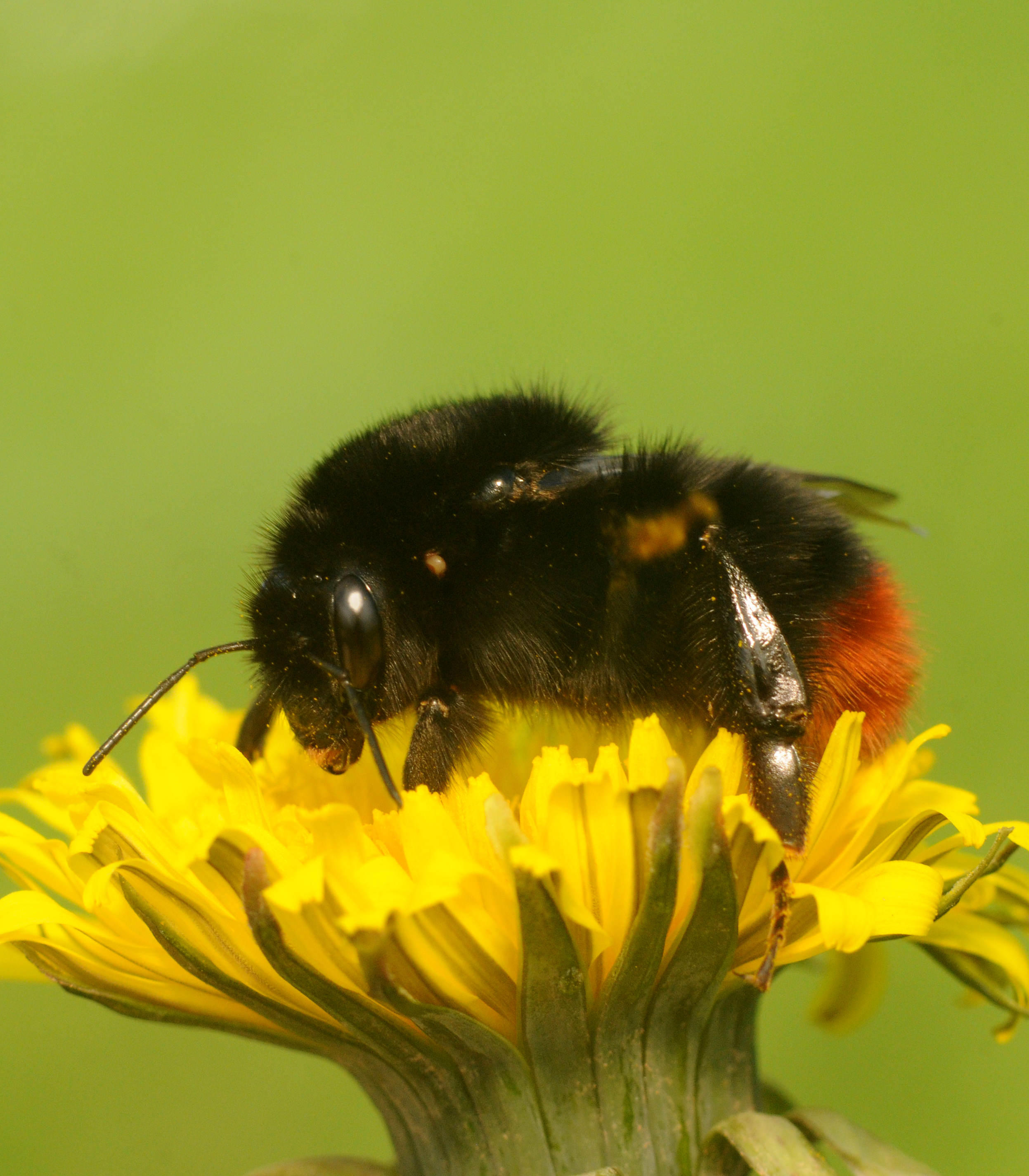 Red Tailed Bumble Bee